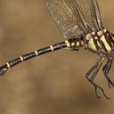 Image of Stylurus scudderi imported from iNaturalist.