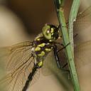 Image of Eusynthemis virgula imported from iNaturalist.