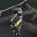 Image of Parasynthemis regina imported from iNaturalist.