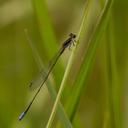 Image of Aciagrion approximans imported from iNaturalist.