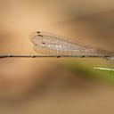 Image of Aciagrion hisopa imported from iNaturalist.