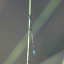 Image of Aciagrion migratum imported from iNaturalist.