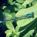 Image of Antiagrion blanchardi imported from iNaturalist.