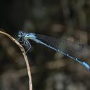 Image of Antiagrion gayi imported from iNaturalist.