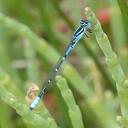 Image of Austroagrion cyane imported from iNaturalist.