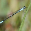 Image of Coenagrion interrogatum imported from iNaturalist.