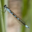 Image of Coenagrion resolutum imported from iNaturalist.