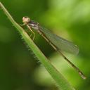 Image of Megalagrion xanthomelas imported from iNaturalist.