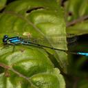 Image of Mesamphiagrion laterale imported from iNaturalist.