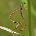 Image of Minagrion waltheri imported from iNaturalist.