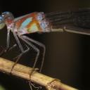 Image of Phoenicagrion flammeum imported from iNaturalist.