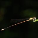 Image of Papuagrion occipitale imported from iNaturalist.