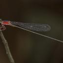 Image of Teinobasis ruficollis imported from iNaturalist.