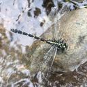 Image of Dubitogomphus bicornutus imported from iNaturalist.