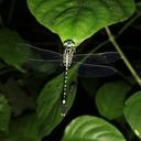 Image of Lamelligomphus biforceps imported from iNaturalist.