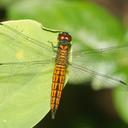 Image of Lyriothemis acigastra imported from iNaturalist.