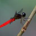 Image of Lyriothemis biappendiculata imported from iNaturalist.