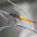 Image of Lyriothemis magnificata imported from iNaturalist.