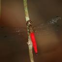 Image of Lyriothemis meyeri imported from iNaturalist.