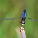 Image of Lyriothemis pachygastra imported from iNaturalist.