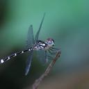 Image of Nesoxenia mysis imported from iNaturalist.