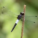 Image of Orchithemis pruinans imported from iNaturalist.