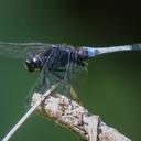 Image of Orthetrum triangulare imported from iNaturalist.