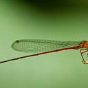 Image of Igneocnemis flammea imported from iNaturalist.