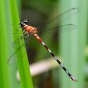 Image of Rhinagrion philippinum imported from iNaturalist.