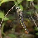 Image of Epitheca marginata imported from iNaturalist.