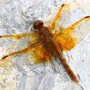 Image of Sympetrum croceolum imported from iNaturalist.