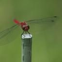 Image of Sympetrum darwinianum imported from iNaturalist.