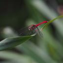 Image of Sympetrum eroticum imported from iNaturalist.