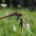 Image of Sympetrum frequens imported from iNaturalist.