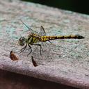 Image of Sympetrum infuscatum imported from iNaturalist.