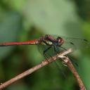 Image of Sympetrum orientale imported from iNaturalist.