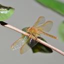 Image of Sympetrum uniforme imported from iNaturalist.