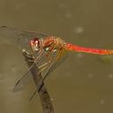 Image of Sympetrum gilvum imported from iNaturalist.