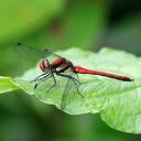 Image of Sympetrum hypomelas imported from iNaturalist.