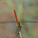 Image of Sympetrum kunckeli imported from iNaturalist.