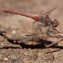 Image of Sympetrum nigrifemur imported from iNaturalist.