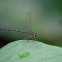 Image of Celebargiolestes cinctus imported from iNaturalist.