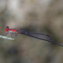 Image of Elattoneura aurantiaca imported from iNaturalist.