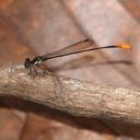 Image of Nososticta erythroprocta