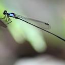 Image of Nososticta moluccensis