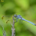 Image of Orthetrum lineostigma imported from iNaturalist.