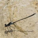 Image of Teinopodagrion setigerum imported from iNaturalist.