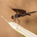 Image of Brachythemis fuscopalliata imported from iNaturalist.