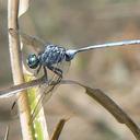 Image of Orthetrum africanum imported from iNaturalist.