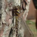 Image of Epiophlebia superstes imported from iNaturalist.